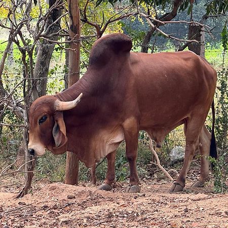 Chikoo Farm Inn Bangalore Bagian luar foto