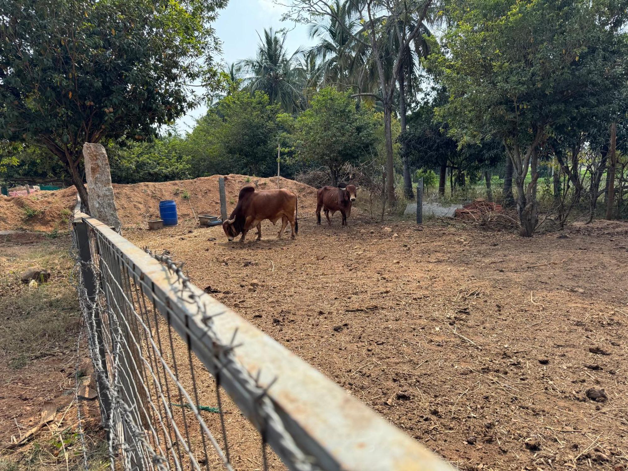 Chikoo Farm Inn Bangalore Bagian luar foto