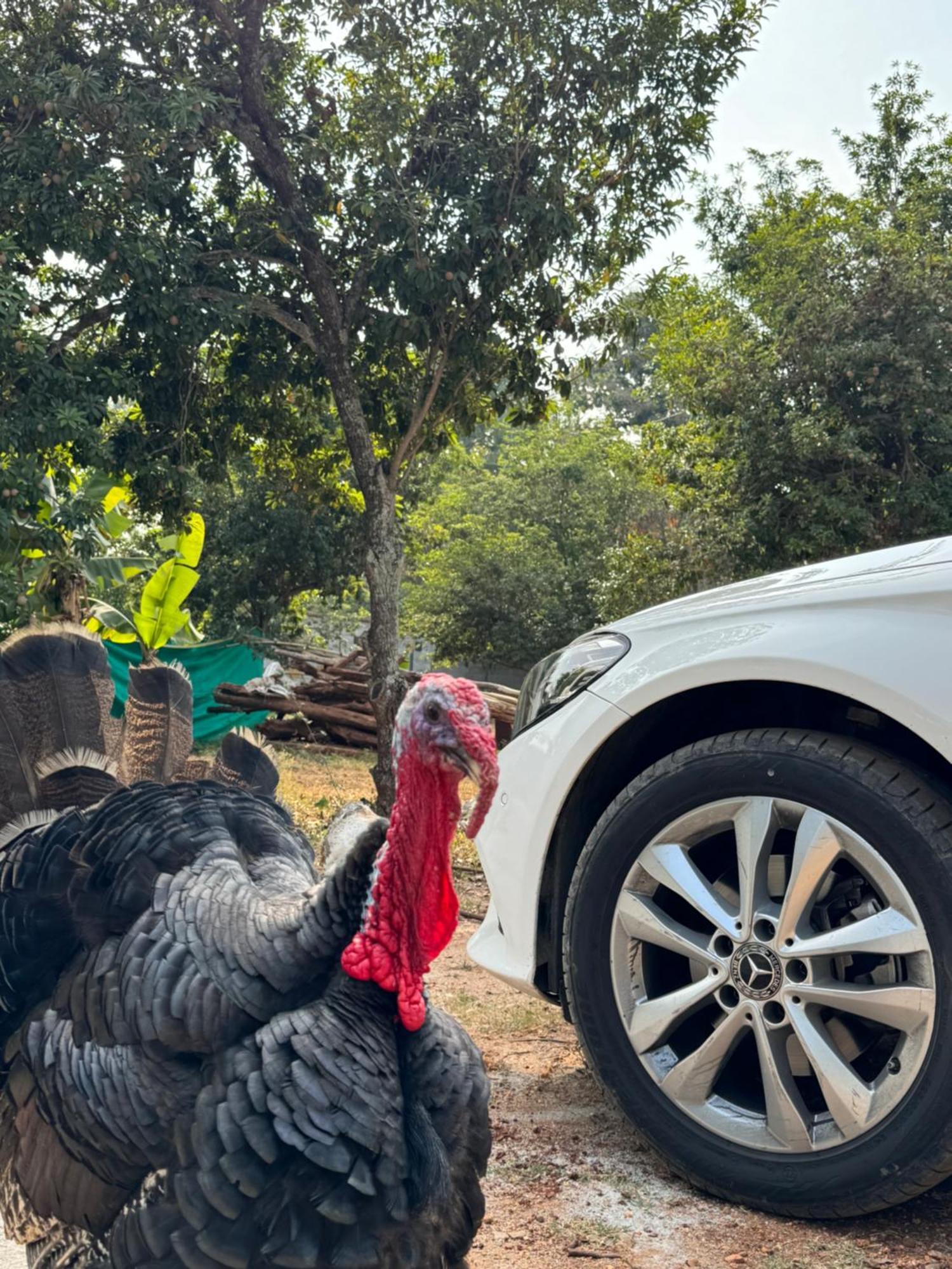 Chikoo Farm Inn Bangalore Bagian luar foto