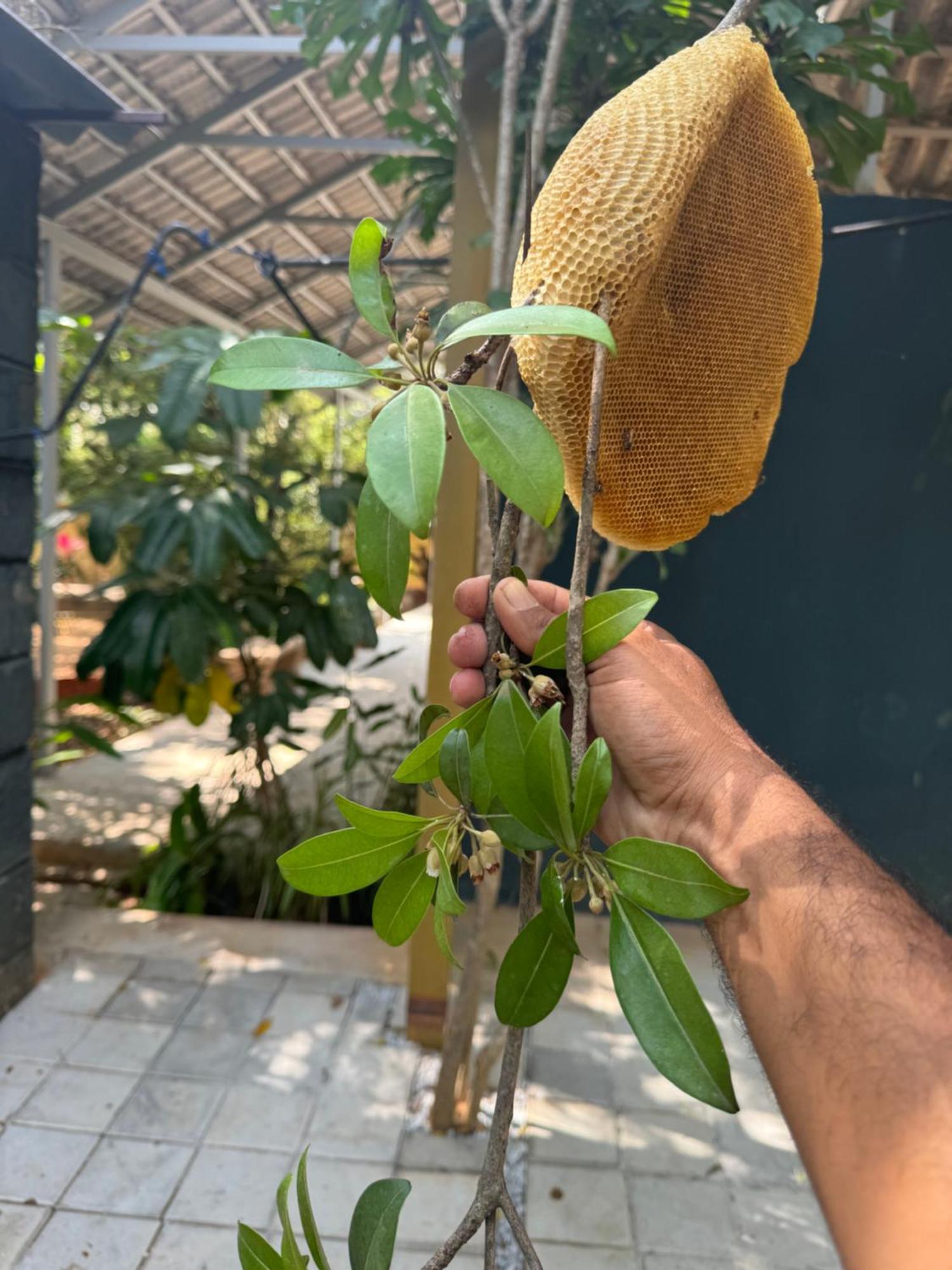 Chikoo Farm Inn Bangalore Bagian luar foto